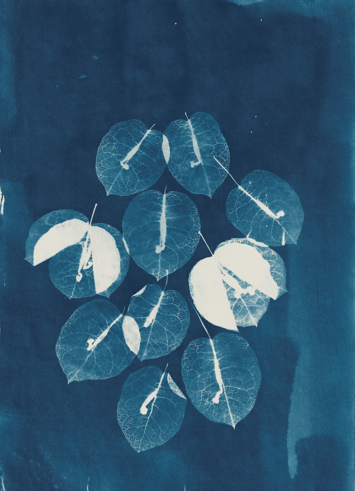 Blue and white cyanotype of Bougainvillea cluster