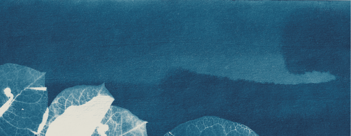A cyanotype-style artwork showing multiple translucent leaf shapes arranged in a cluster on a deep blue background.
